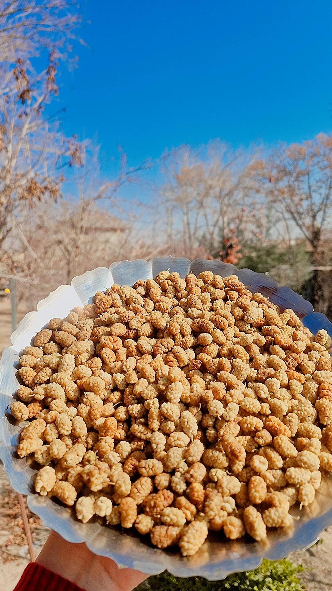 شیرین واعلا