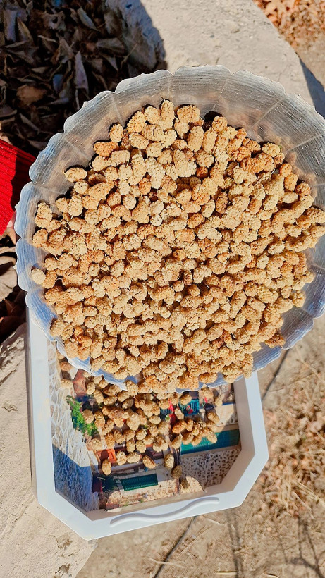 شیرین واعلا