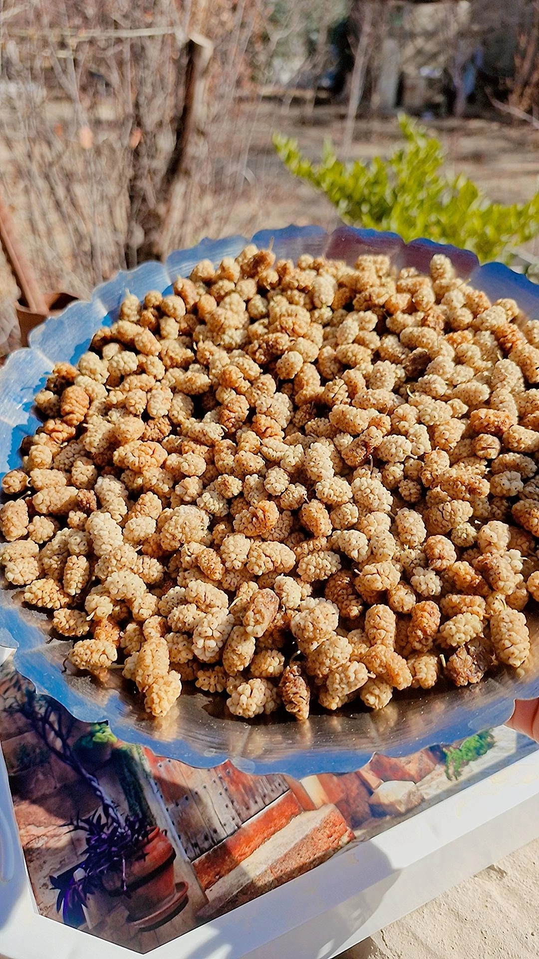 شیرین واعلا